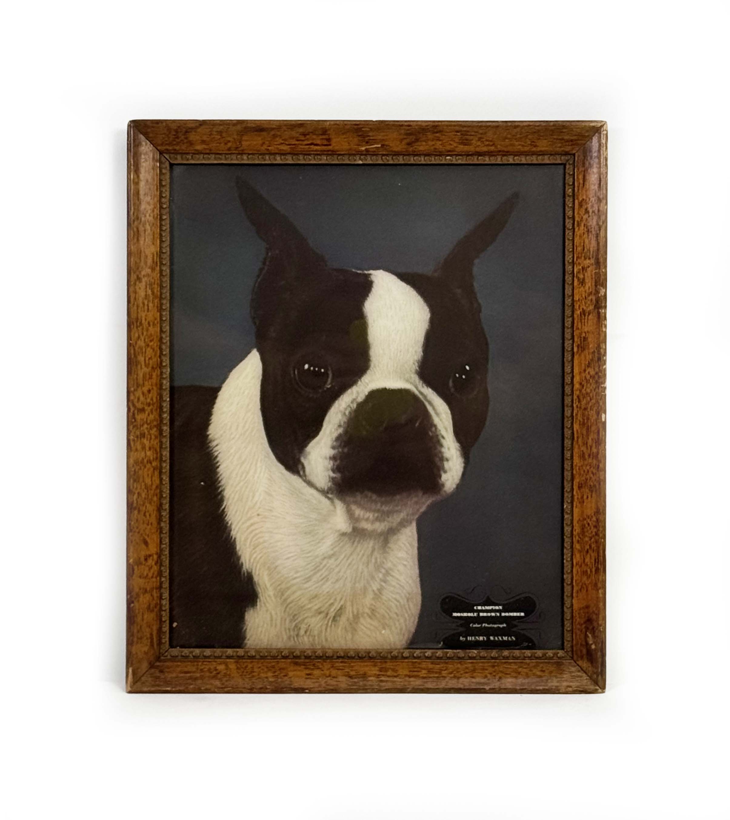 Dog Portrait - Late to the Party