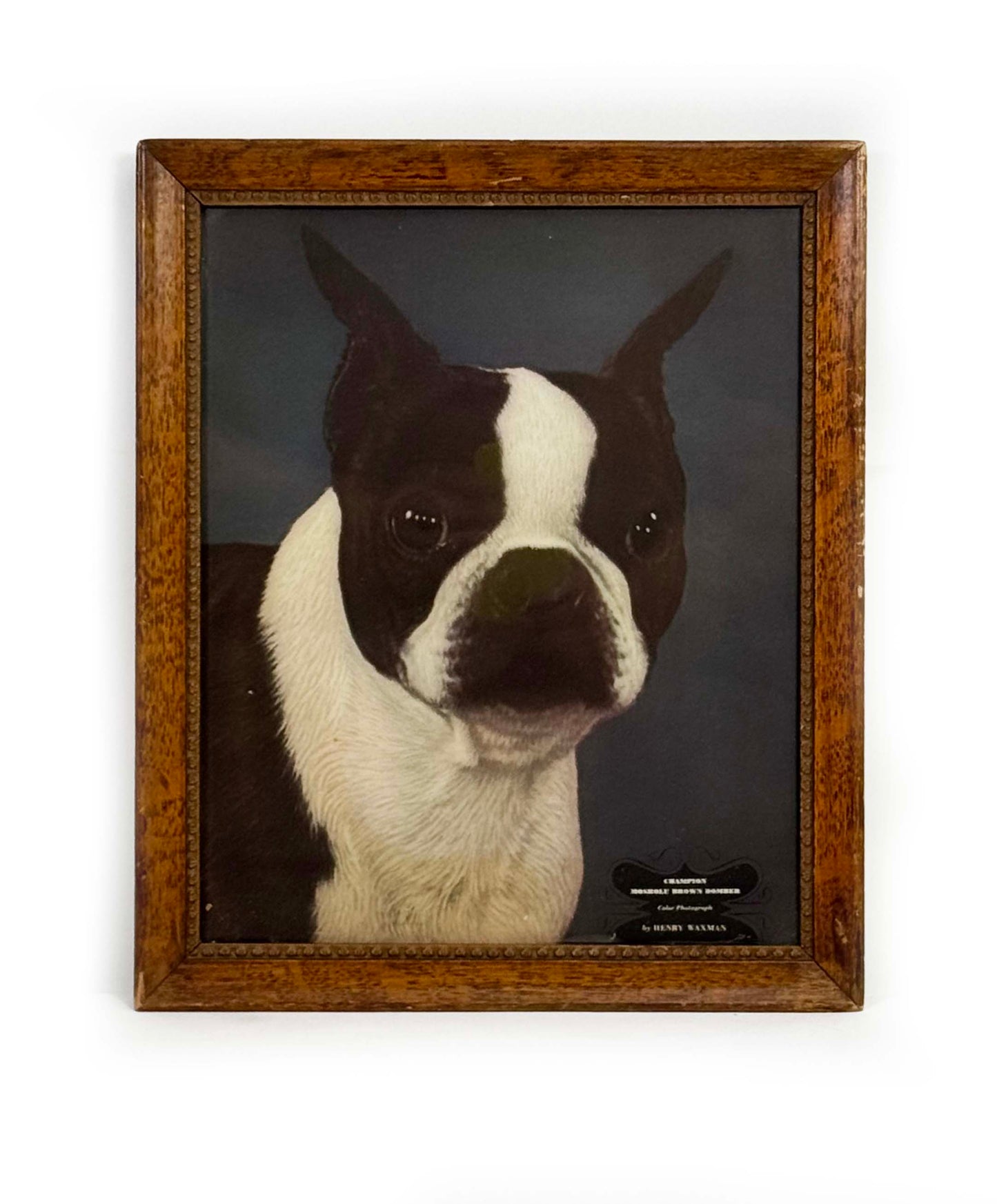 Dog Portrait - Late to the Party