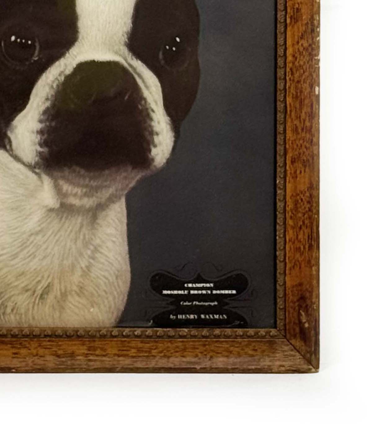 Dog Portrait - Late to the Party